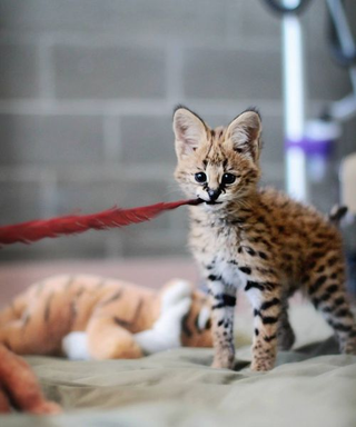 Illustration for article titled ZOMG BABY SERVAL!!!